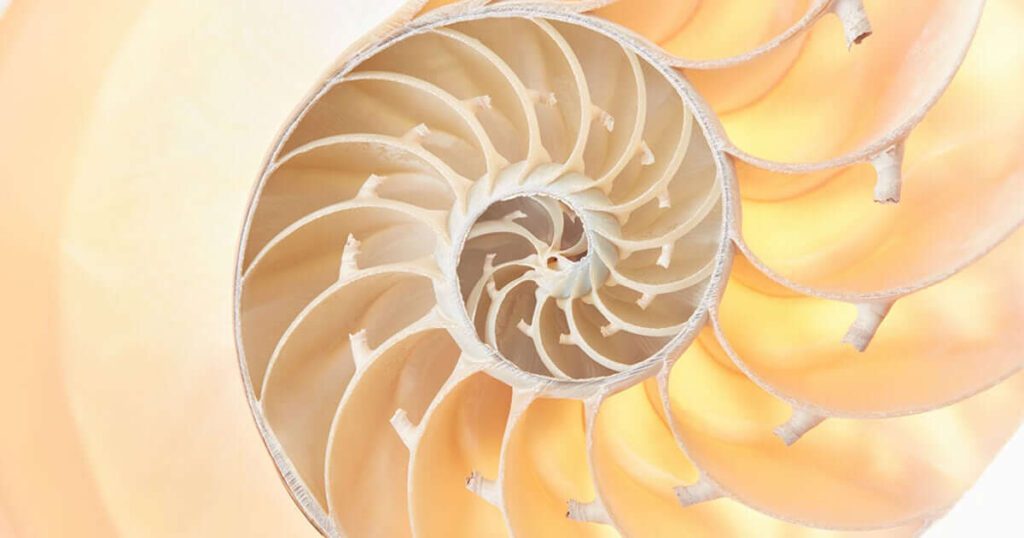 A shell cut to reveal The Golden Ratio of its interior structure